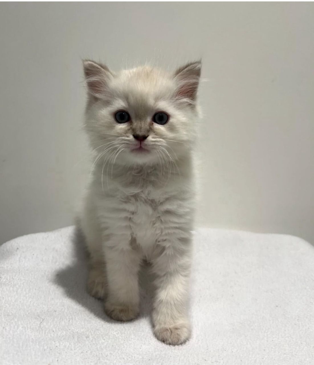 Milo boy Milo boy
