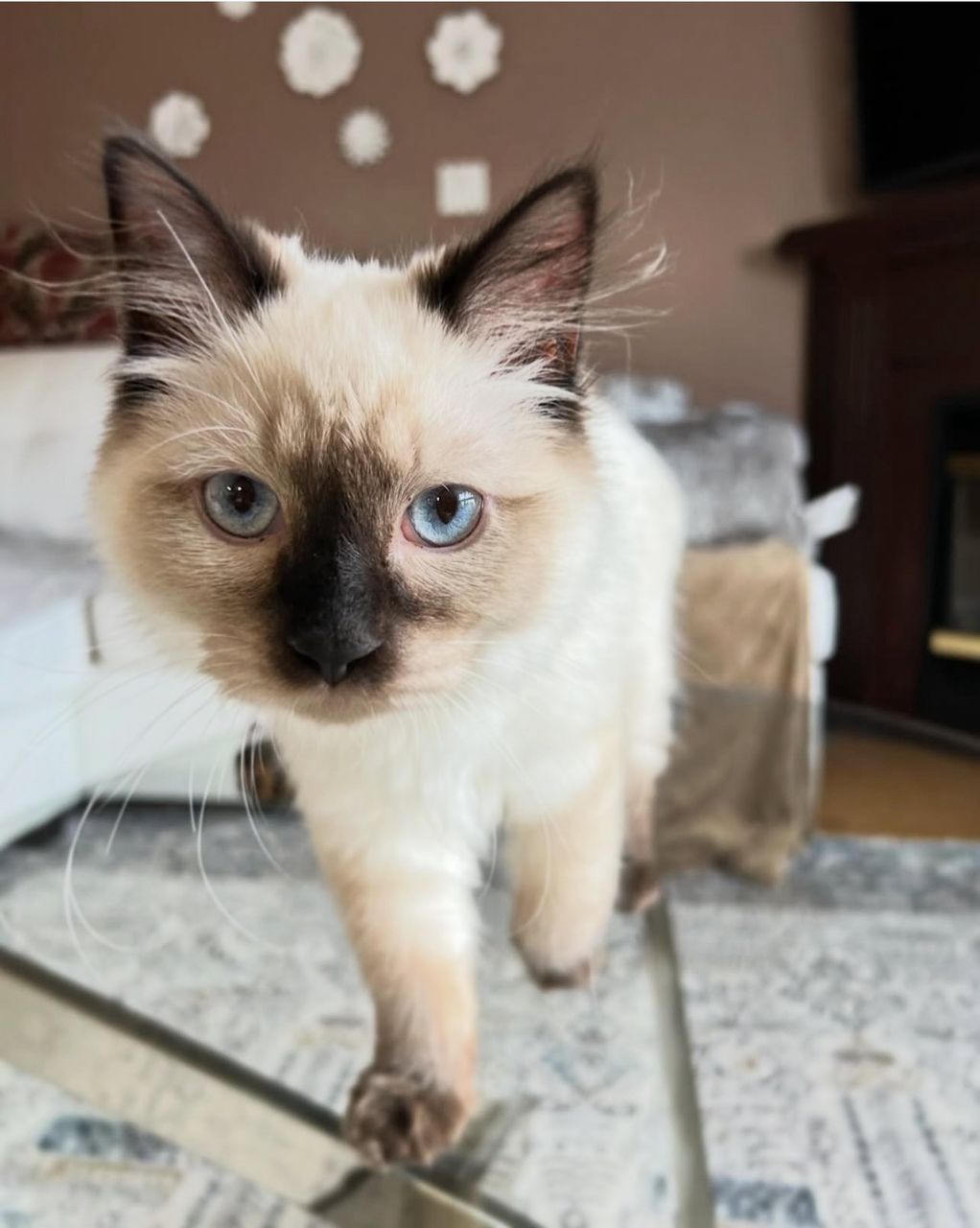 Prince Prince